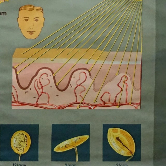 1970s Hagemann Medical Rollable Poster Wall Chart Human Body Skin Cross Section For Sale - Image 5 of 6
