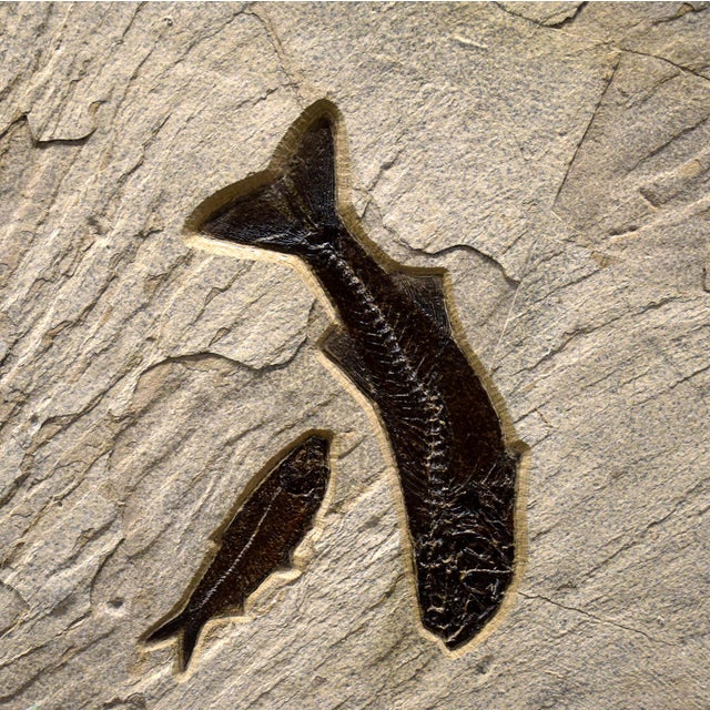 Fish Mural 10009gm For Sale - Image 4 of 6