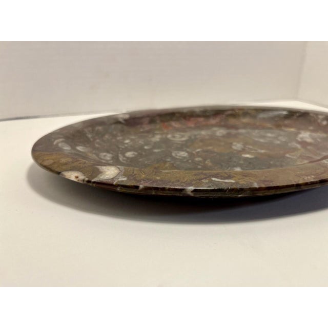 1970s Rare Stone Fossil Plate Orthoceras Sea Shell Polished Brown Ammonite For Sale - Image 4 of 7