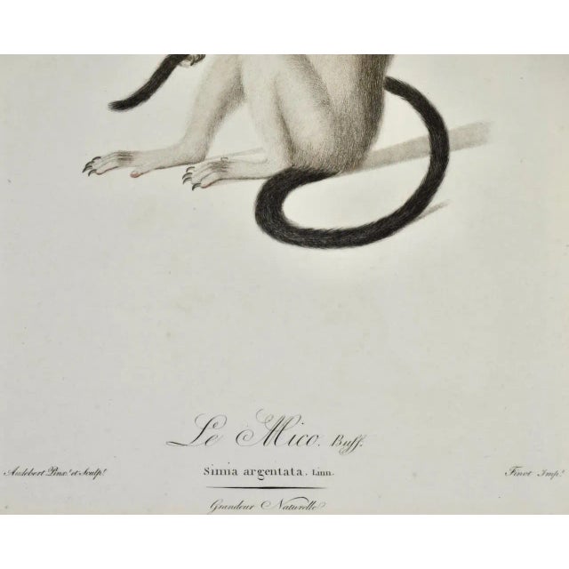 Silvery Marmoset Amazon Monkey: Framed Audebert 18th C. Hand-Colored Engraving, 1797 For Sale - Image 4 of 5