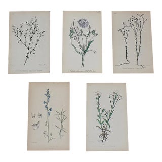 Antique 19th Century Hand Colored Botanical Lithographs - Set of 5 For Sale