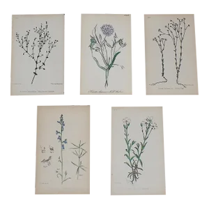 Antique 19th Century Hand Colored Botanical Lithographs - Set of 5