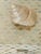 1960s Large Mother of Pearl Inlaid Box With Sea Shell For Sale - Image 4 of 4