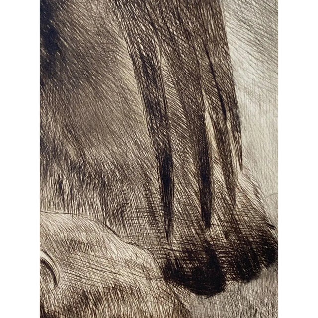 Curt Meyer-Eberhardt (1895–1977) Portrait of an Eagle Etching With Aquatint, C. 1930s For Sale - Image 10 of 12