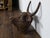 English 1930s-1940s Cast Iron Bull Wall Hanging Sculpture with Rusty Patina For Sale - Image 11 of 11