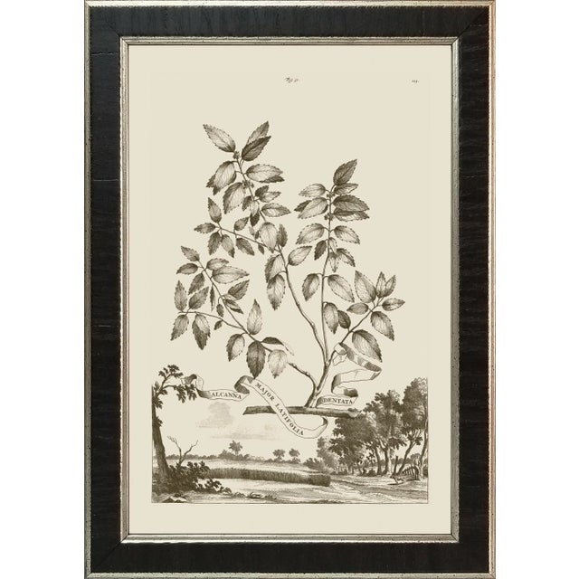 Wood Munting Botanicals Set #2 Framed in Italian Wood Veneer Moulding For Sale - Image 7 of 11