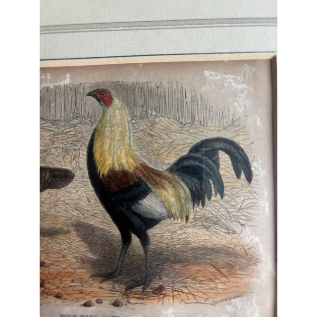 Realism Hand-Colored Print of Exotic Chickens For Sale - Image 3 of 7