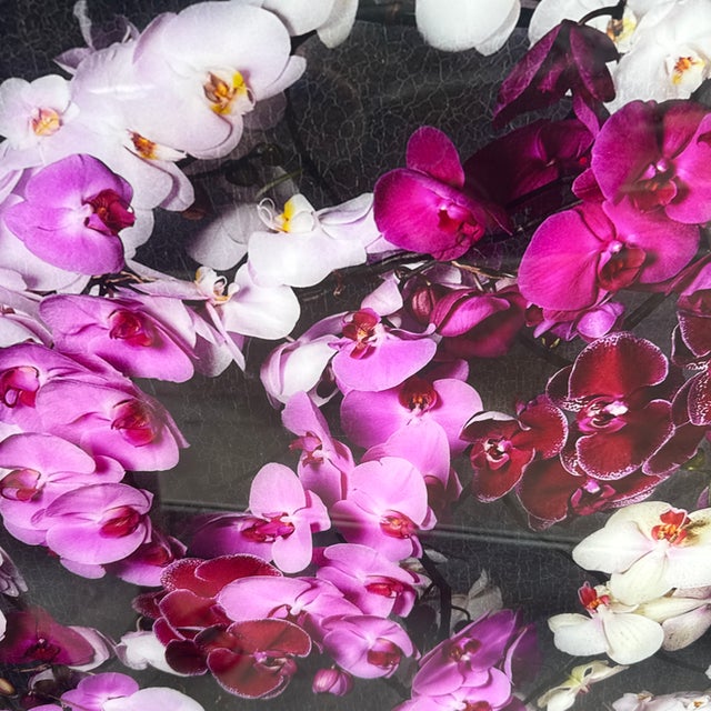 New Earth by Isabelle Van Zeijl For Sale - Image 10 of 12