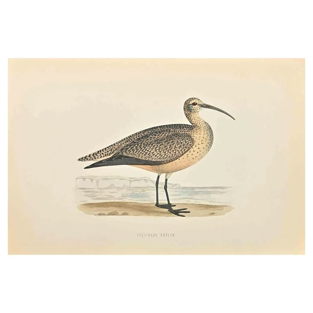 Alexander Francis Lydon, Esquimaux Curlew, Woodcut Print, 1870 For Sale