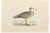 Alexander Francis Lydon, Esquimaux Curlew, Woodcut Print, 1870 For Sale