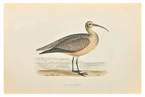 Alexander Francis Lydon, Esquimaux Curlew, Woodcut Print, 1870