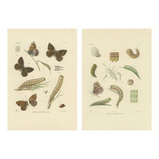 Sepp & Brants, Satyrus Statilinus Butterflies, 1905, Paper, Set of 2 For Sale