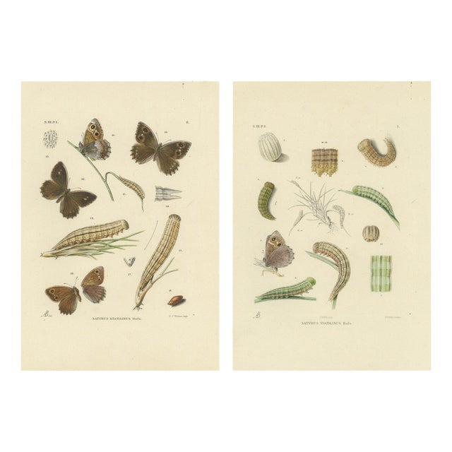 Sepp & Brants, Satyrus Statilinus Butterflies, 1905, Paper, Set of 2 For Sale