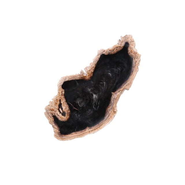 2020s Hand Cut & Petrified Wood Board 3 For Sale - Image 5 of 8