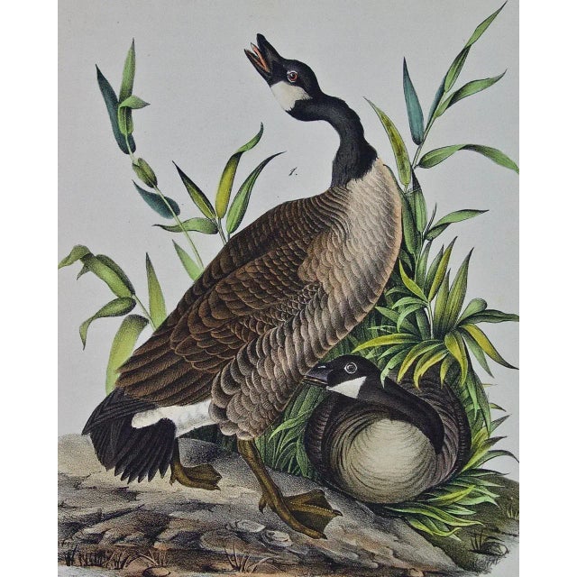 This original first edition hand-colored lithograph entitled "Canada Goose" was produced by J. T. Bowen after a drawing by...