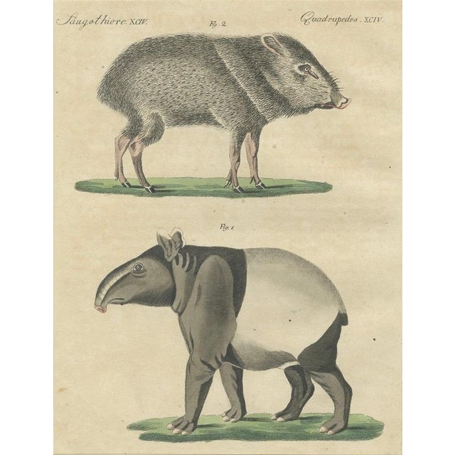 Hollywood Regency Bertuch, Malayan Tapir & Collared Peccary, 1815, Engraving For Sale - Image 3 of 9