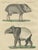 Hollywood Regency Bertuch, Malayan Tapir & Collared Peccary, 1815, Engraving For Sale - Image 3 of 9