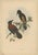 J. Gould, Bird Illustration of the Aru-Island Wood-Shrike, 1875, Print For Sale