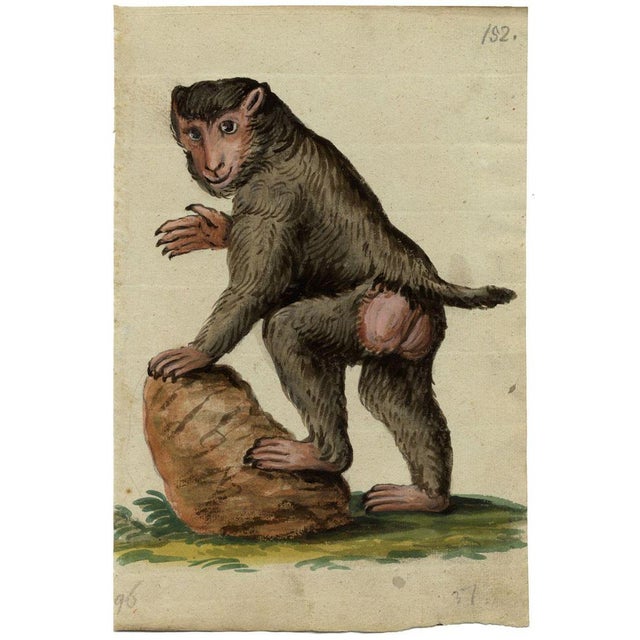 An original c.1820 gouache painting, Leopold Billek, Baboon Monkey.A captivating original drawing by the Bohemian/Moravian...