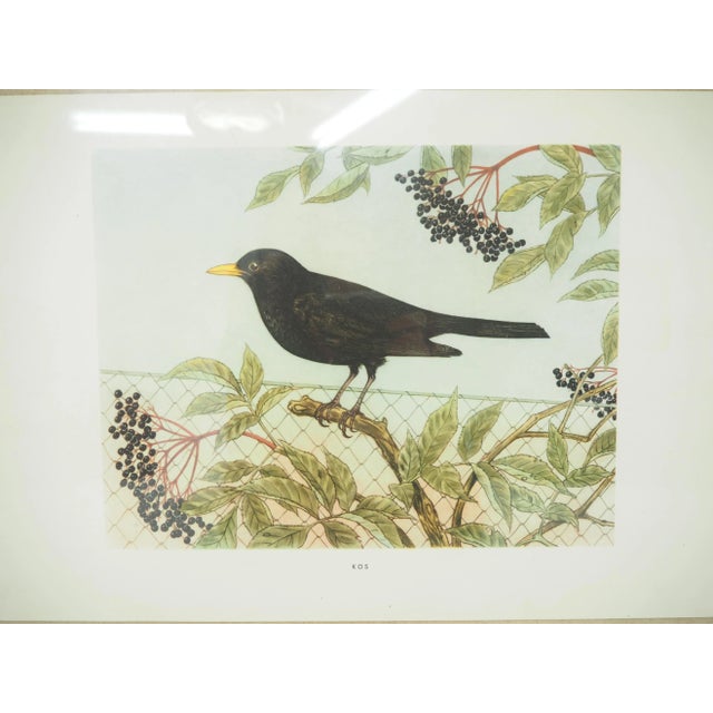 Glass Mid-Century School Poster, Czechoslovakia, 1960s For Sale - Image 7 of 8