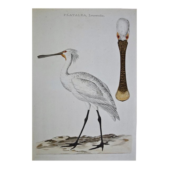 Spoonbill "Platalea Leucorodia": An 18th Century Hand-Colored Engraving by Cornelis Nozeman and Jan Christiaan Sepp, 1789 For Sale