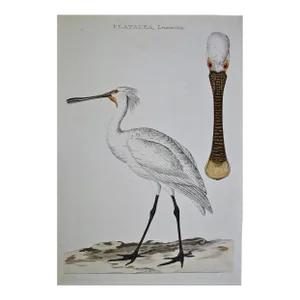 Spoonbill "Platalea Leucorodia": An 18th Century Hand-Colored Engraving by Cornelis Nozeman and Jan Christiaan Sepp, 1789