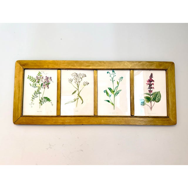 Here we are offering four illustrated botanicals framed together in a single frame; timeless artistry All carefully...