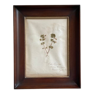 Antique Swedish Herbarium - Labiatae, Circa Late 19th Century For Sale