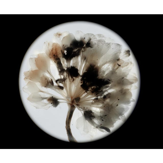 This evocative series of four photographs by Diane Grant explores the delicate beauty of botanical forms through light,...