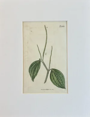 Dwarf Pointed Pepper Botanical Original Hand Colored Engraving by Curtis, 1817