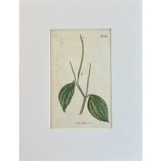 Original Hand Colored Curtis Dwarf Pointed Leaved Pepper Botanical Engraving 1817 For Sale