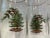 Vintage Spode Christmas Tree Tumbler Glasses- Set of 4 For Sale - Image 9 of 11