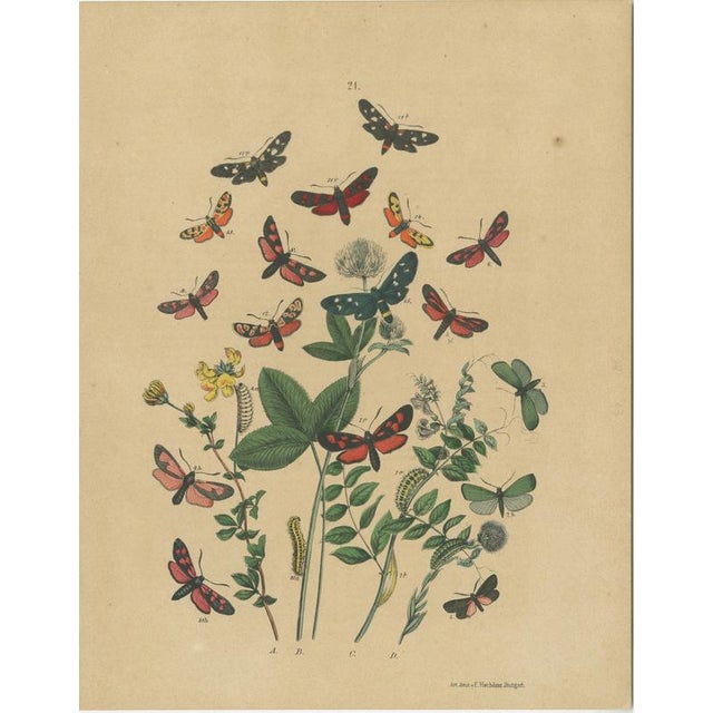 Anst. v. Hochdanz, Moths & Butterflies on Wildflowers, 1883, Paper, Set of 3 For Sale - Image 4 of 9
