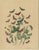 Anst. v. Hochdanz, Moths & Butterflies on Wildflowers, 1883, Paper, Set of 3 For Sale - Image 4 of 9