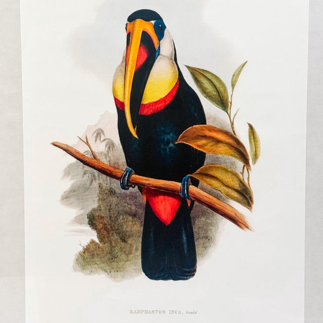 Scarlet 1960s French Ornithological Bird Lithographs Macaw & Toucan in Large Faux Bamboo Frames Reproduction Print - A Pair For Sale - Image 8 of 12