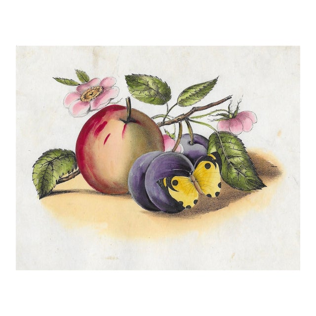 Antique Fruit Still Life and Butterfly Hand Colored Engraving For Sale