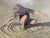 Early 21st Century Lunda Hoyle Gill “Lundy in the Sand” Limited Edition Framed Print 520/1000 For Sale - Image 5 of 12