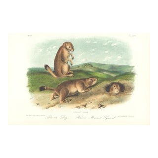 1851 Audubon Quadruped Octavo Lithograph "Plate 99 Prairie Dog (Prairie Marmot Squirrel)" For Sale