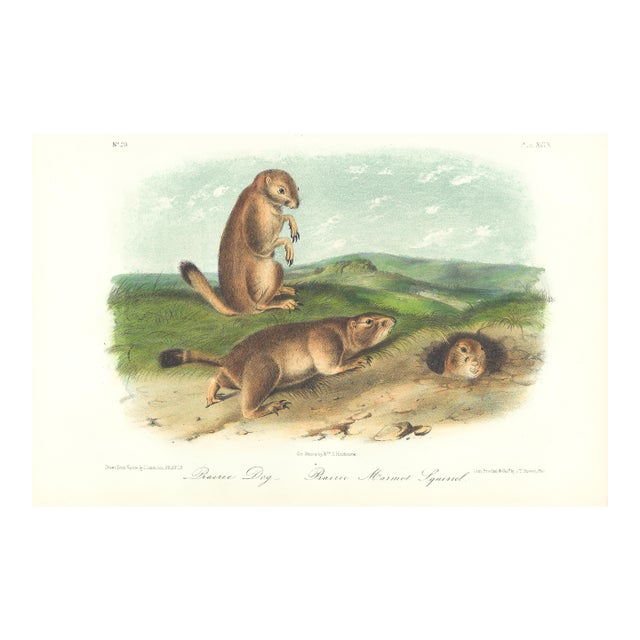 1851 Audubon Quadruped Octavo Lithograph "Plate 99 Prairie Dog (Prairie Marmot Squirrel)" For Sale