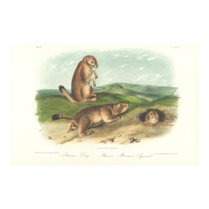 1851 Audubon Quadruped Octavo Lithograph "Plate 99 Prairie Dog (Prairie Marmot Squirrel)"