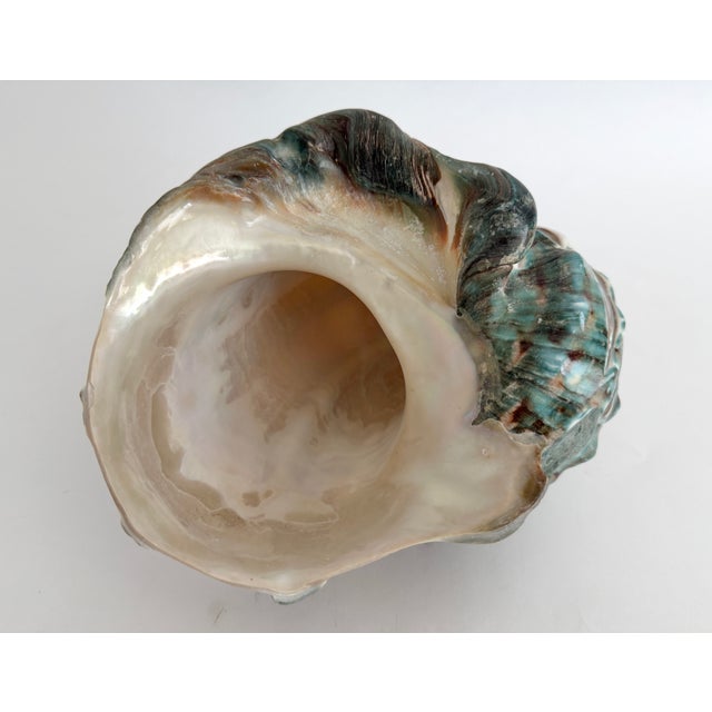 Shell Rare Turbo Marmoratus Shell For Sale - Image 7 of 9