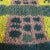Extra Large Scandinavian Rya Rug by Arne Lindaas for Sellgren As For Sale - Image 14 of 18