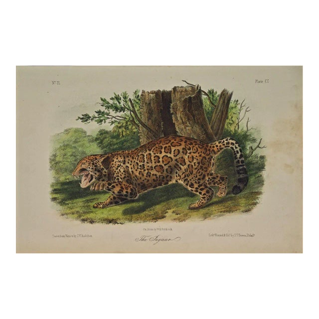 Audubon Jaguar: An Original 19th C. Audubon Hand Colored Quadruped Lithograph, 1849-1854 For Sale