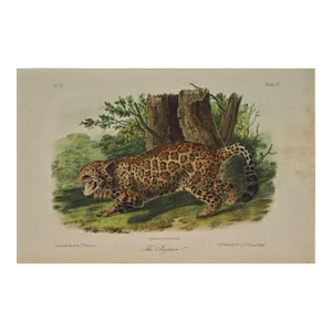 Audubon Jaguar: An Original 19th C. Audubon Hand Colored Quadruped Lithograph, 1849-1854