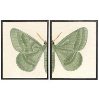 Split Green Butterfly - 46" X 29" For Sale