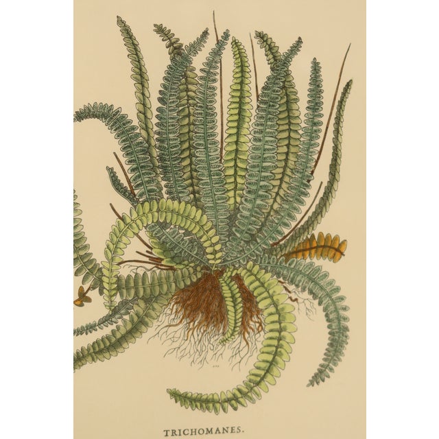 Vintage Custom Framed & Matted Botanical Prints Set of 3 Chairish