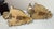 Large Antique Ornate Carved Italian Gilt Wood Cherub Wall Sconce Fixtures - a Pair For Sale - Image 14 of 18