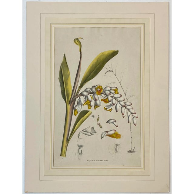 19th C. Hand Colored Botanical "Alpinia Nutans Rosc." Lithograph For Sale - Image 12 of 12