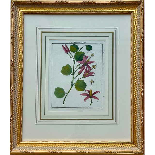 French Pair Botanical Flowering Raspberry & Maple Plant Engravings in Gilt Frames, 1850 For Sale - Image 3 of 5