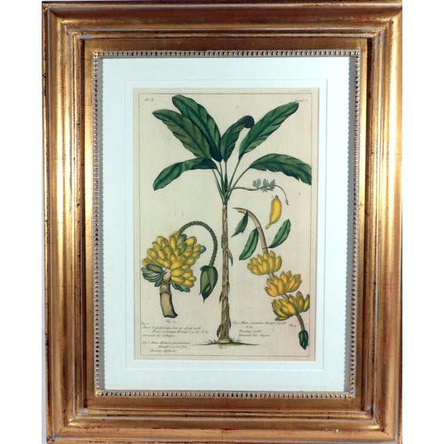 Traditional Botanical Hand-Colored Copper Engraving of Banana Plants, Georg Eberhard Rumphius, 1741–1750) For Sale - Image 3 of 17